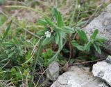 Buglossoides arvensis. Цветущее растение. Крым, гора Чатыр-Даг (нижнее плато). 01.05.2011.