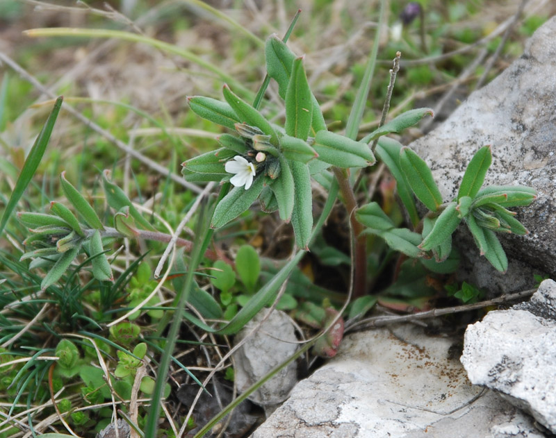 Image of Buglossoides arvensis specimen.
