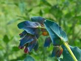 Cerinthe major