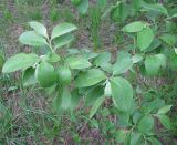 Salix × reichardtii. Ветка с молодыми побегами. Ярославская обл., Некоузский р-н, окр. пос. Борок, дачный участок. 25.05.2011.