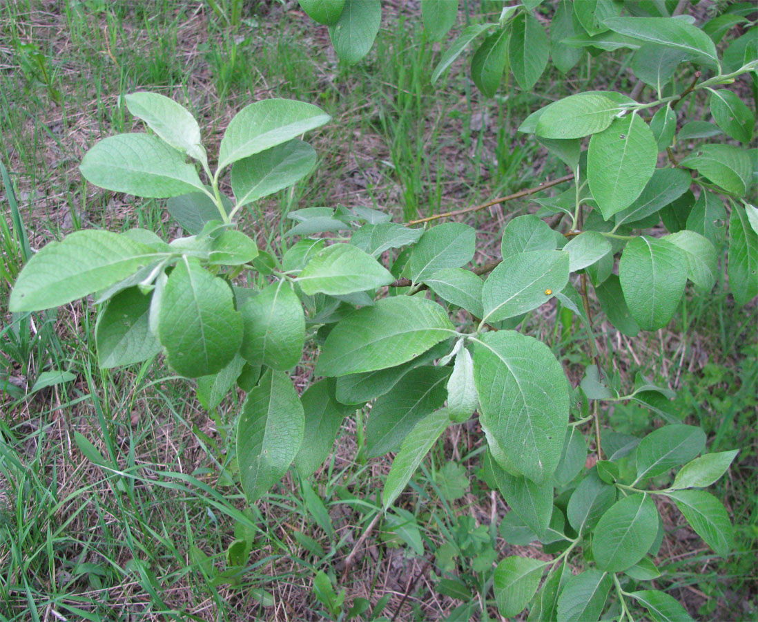 Image of Salix &times; reichardtii specimen.