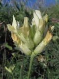 Astragalus glaucus