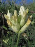 Astragalus glaucus. Соцветие. ЮВ Крым, окр. пос. Коктебель, хр. Биюк-Янышар. 9 июня 2011 г.