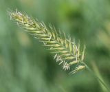 Agropyron pectinatum. Соцветие. Воронежская обл., Лискинский р-н, музей-заповедник \"Дивногорье\". 11.06.2011.