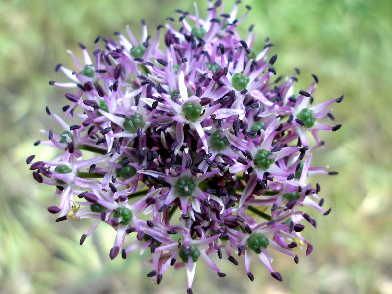 Image of Allium cyrilli specimen.