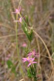 Centaurium pulchellum