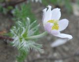 Pulsatilla tenuiloba. Верхушка побега с цветком. Иркутская обл., озеро Байкал, Малое Море, бухта Базарная. 22.07.2011.