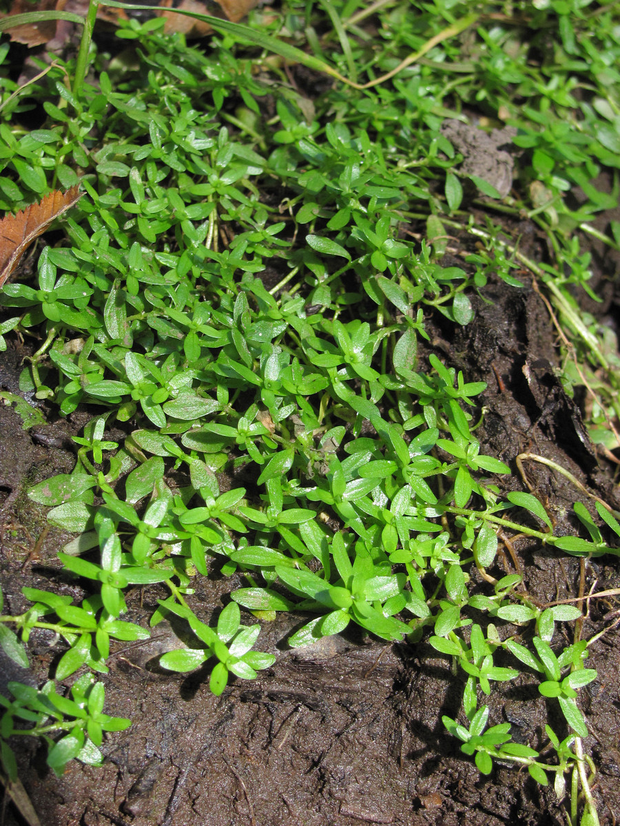 Image of Callitriche cophocarpa specimen.