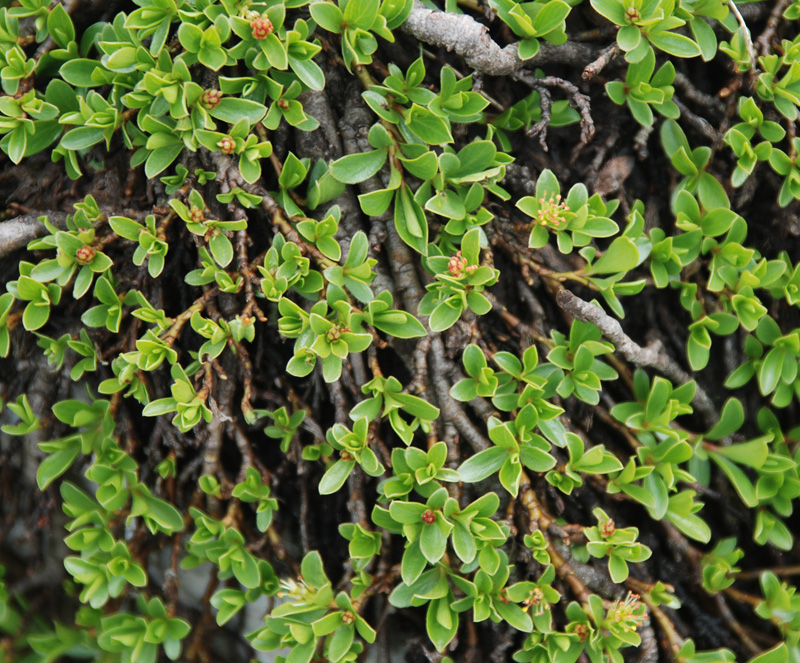 Image of Salix serpillifolia specimen.