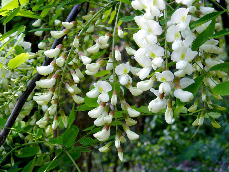 Изображение особи Robinia pseudoacacia.