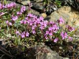 Thymus glabricaulis. Куртинка цветущих растений. Полярный Урал, верховья Кершора, задернованный каменистый склон. 04.08.2011.