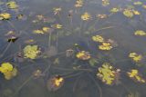 Nuphar lutea