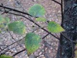 Betula kotulae