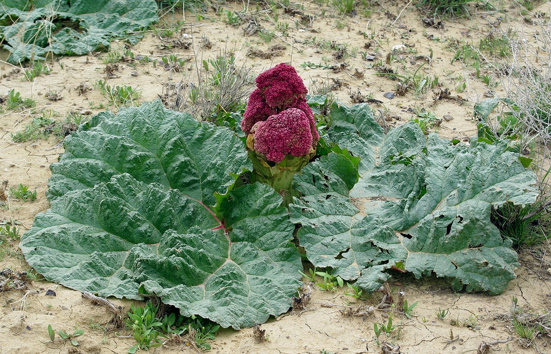 Image of Rheum tataricum specimen.