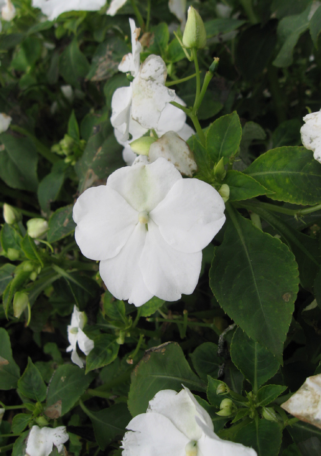 Изображение особи Impatiens walleriana.