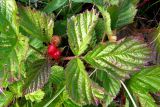Rubus saxatilis. Веточка с плодами. Горный Крым, Бабуган-Яйла. 4 августа 2009 г.