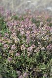 View full-size image Thymus seravschanicus