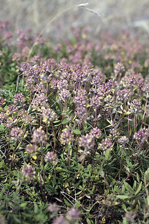 Изображение особи Thymus seravschanicus.