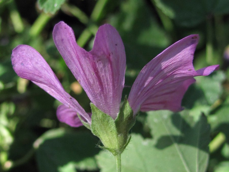 Image of Malva erecta specimen.