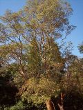 Arbutus andrachne. Крона взрослого дерева. Южный Берег Крыма, Никитский ботанический сад. 25 августа 2007 г.