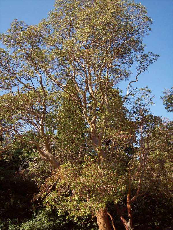 Image of Arbutus andrachne specimen.