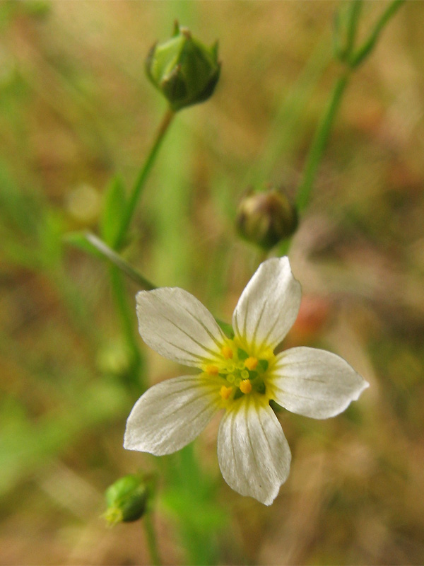 Изображение особи Linum catharticum.