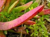 genus Carpobrotus. Лист. Израиль, Шарон, г. Герцлия, высокий берег Средиземного моря. 31.01.2008.