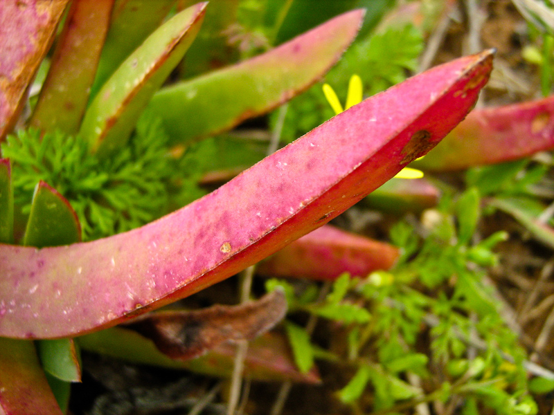 Изображение особи род Carpobrotus.