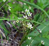 Saxifraga bronchialis