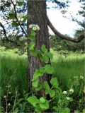 Physocarpus opulifolius. Часть веточки цветущего растения. Смоленск. 17.06.2011.