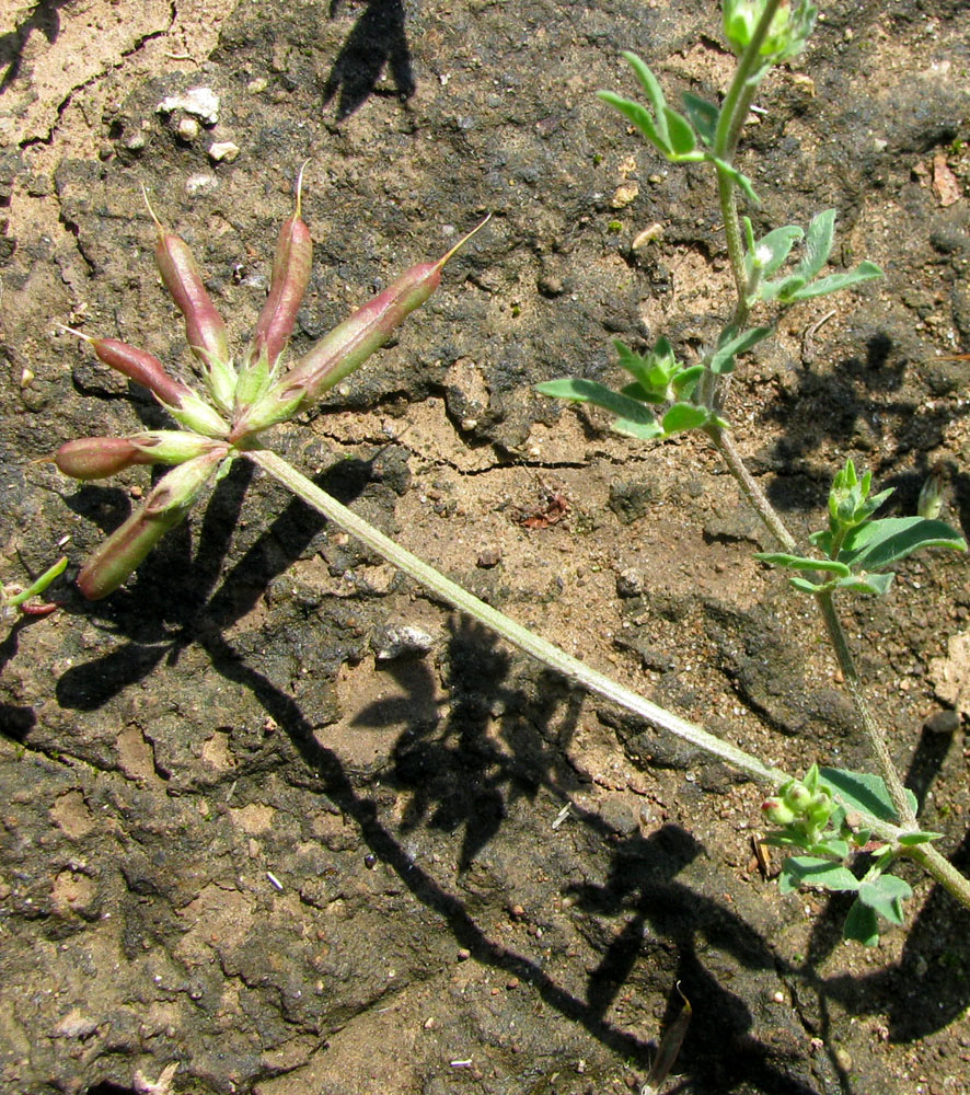 Image of Lotus zhegulensis specimen.