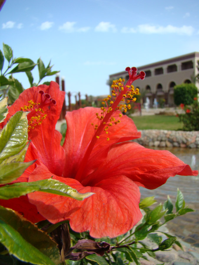 Image of Hibiscus rosa-sinensis specimen.