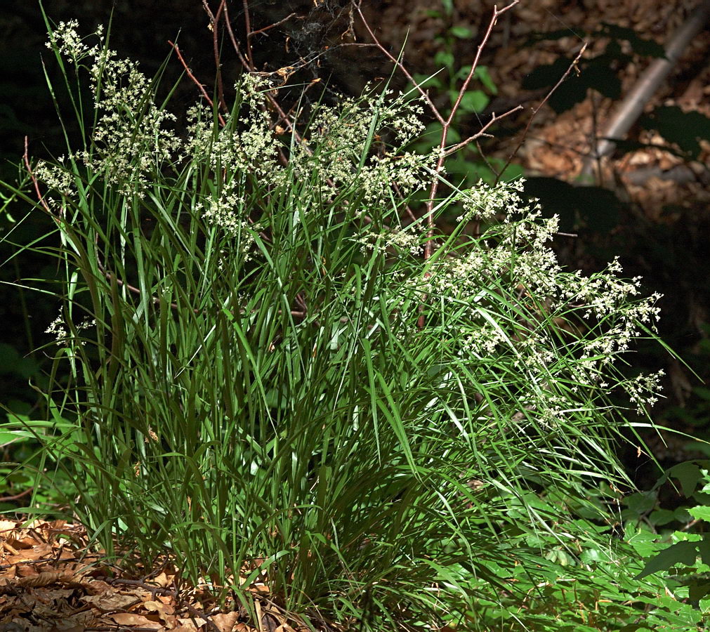 Image of Luzula luzuloides specimen.