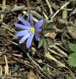 Anemone caucasica. Цветущее растение. Адыгея, Азишский перевал. 29.04.2007.