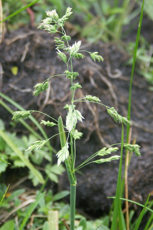 Изображение особи Poa subcaerulea.