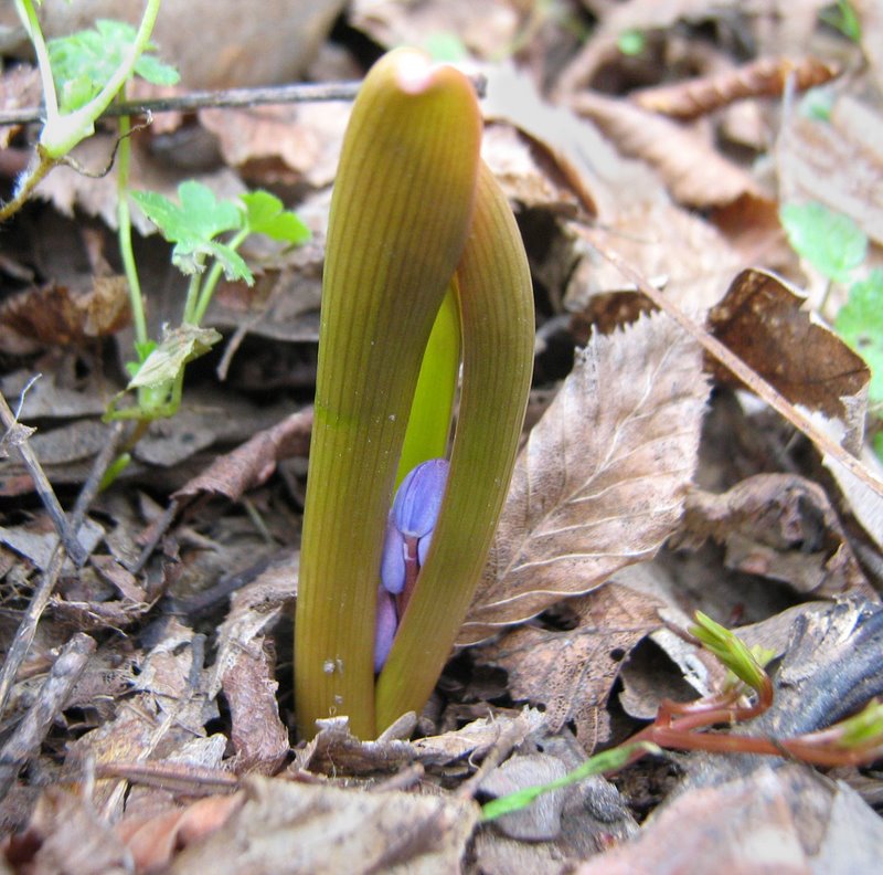 Изображение особи Scilla bifolia.