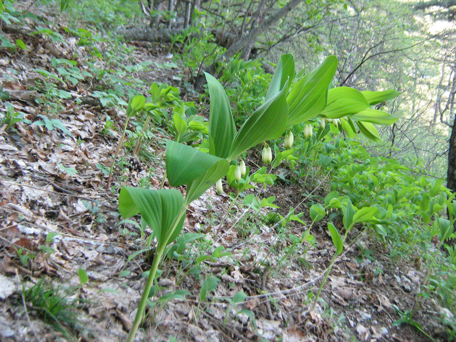 Image of Polygonatum hirtum specimen.