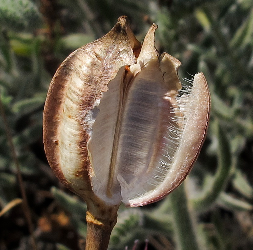 Изображение особи Tulipa agenensis.