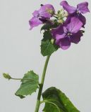 Hesperis matronalis. Верхушка цветущего растения. Германия, г. Кемпен, на лугу. 14.05.2012.