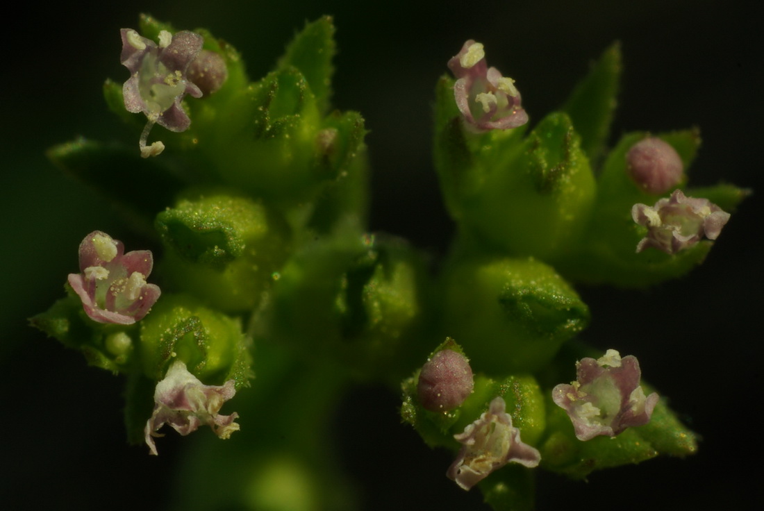 Image of Valerianella pontica specimen.