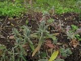 Lavandula angustifolia. Побеги. Владивосток, Ботанический сад-институт ДВО РАН. 28 мая 2012 г.