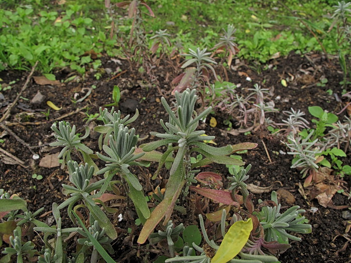 Изображение особи Lavandula angustifolia.