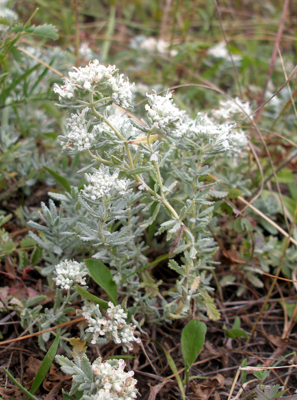 Изображение особи Teucrium capitatum.