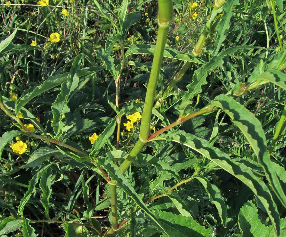 Изображение особи Aconogonon alpinum.