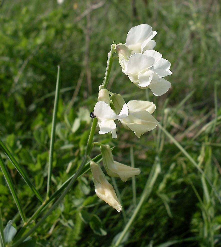 Image of Lathyrus lacteus specimen.