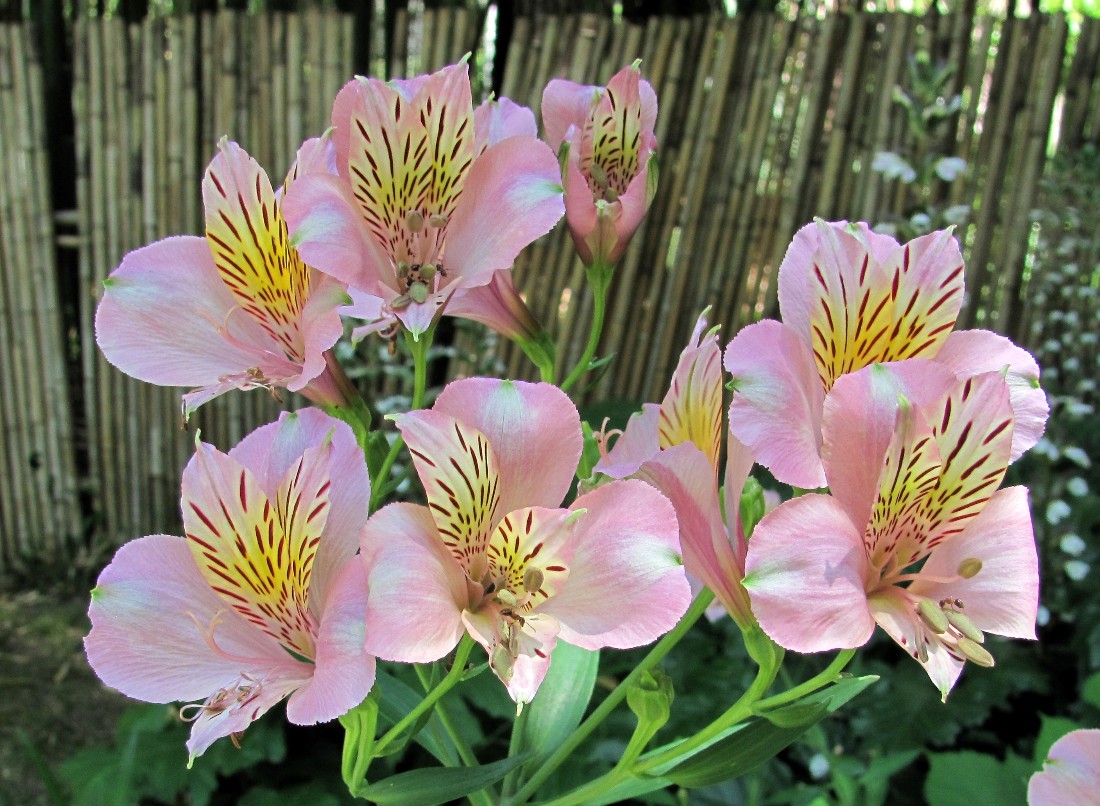 Image of genus Alstroemeria specimen.