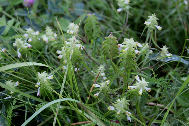 Изображение особи Melampyrum cristatum.