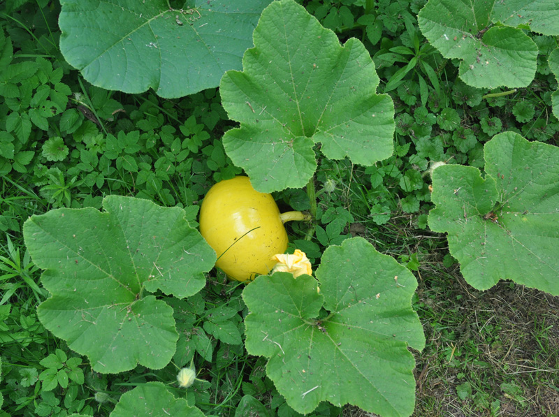 Image of genus Cucurbita specimen.