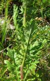 Senecio tauricus