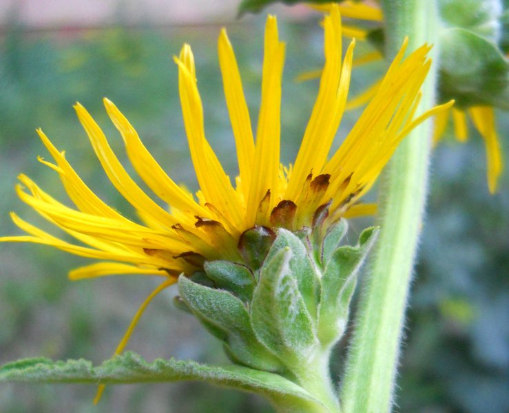 Image of Inula helenium specimen.